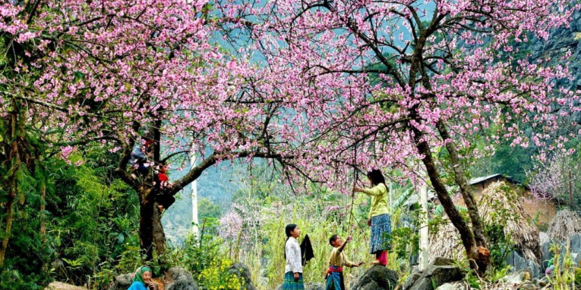 tour-ha-giang-mua-hoa